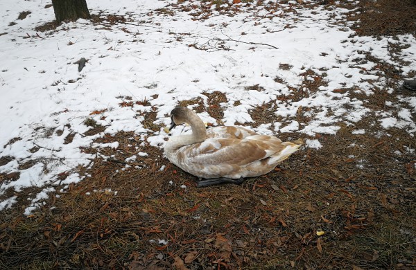 Gulbės jauniklio gelbėjimas