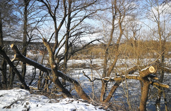 Parengtas Želdynų įstatymo projektas, jį patvirtinus, Jonavoje mažai kas pasikeis