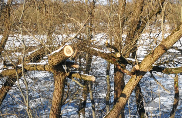 Parengtas Želdynų įstatymo projektas, jį patvirtinus, Jonavoje mažai kas pasikeis