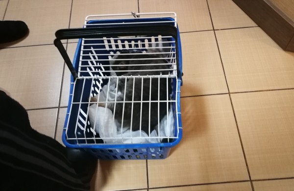 Jonavoje jau antrą kartą vykdyta nemokama keturkojų kastracija/sterilizacija