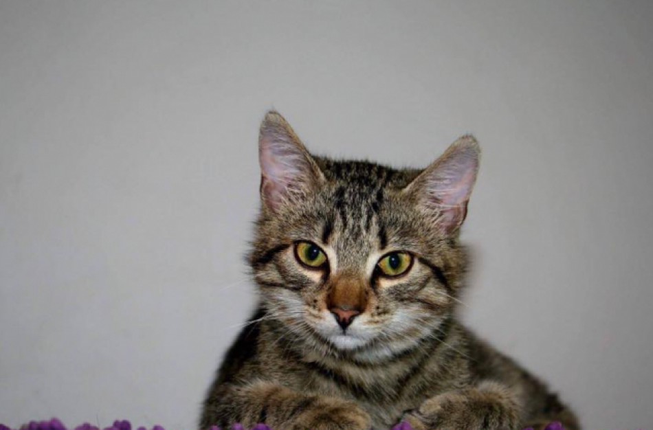 Privataus pastato rūsy įkalintos katės 