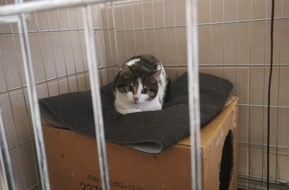 Prieglaudos įspėjimas: gaivus pavasario oras gali būti lemtingas jūsų augintiniui