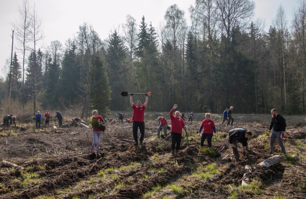 Lietuvos šimtmečiui – šimtas arų eglių jaunuolyno
