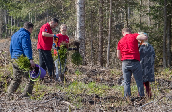 Lietuvos šimtmečiui – šimtas arų eglių jaunuolyno