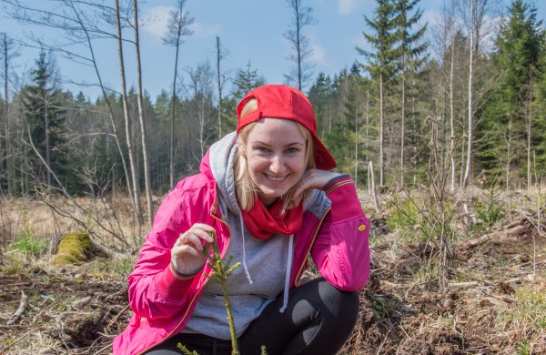Lietuvos šimtmečiui – šimtas arų eglių jaunuolyno