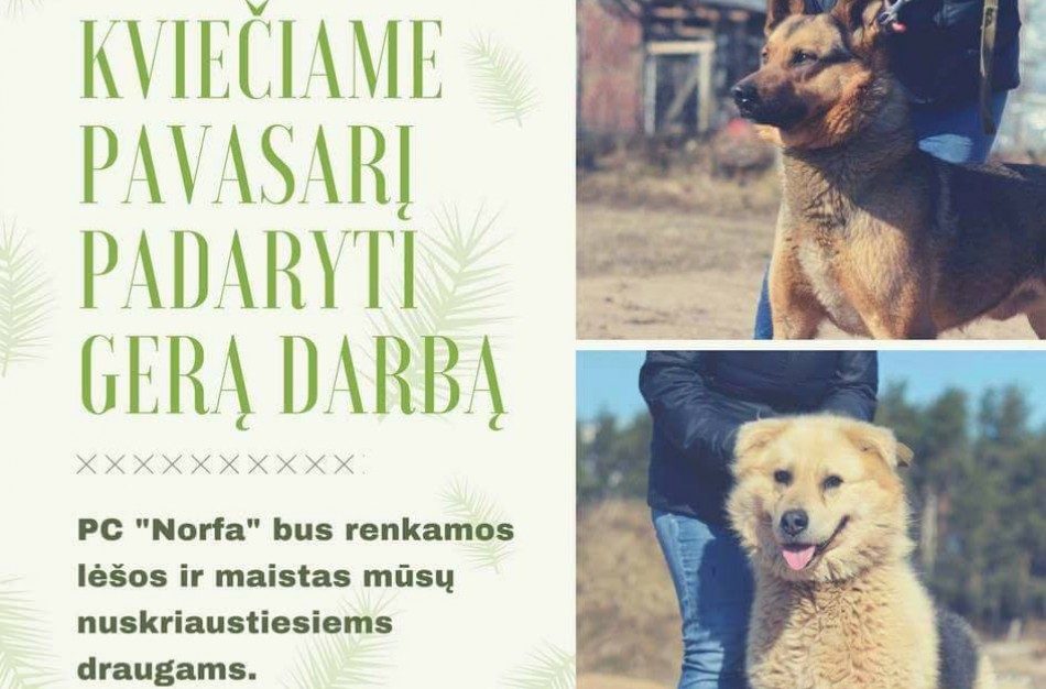 Akcija „Šuniškas pavasaris“ – prisidėkite prie geresnių beglobių gyvenimo sąlygų 