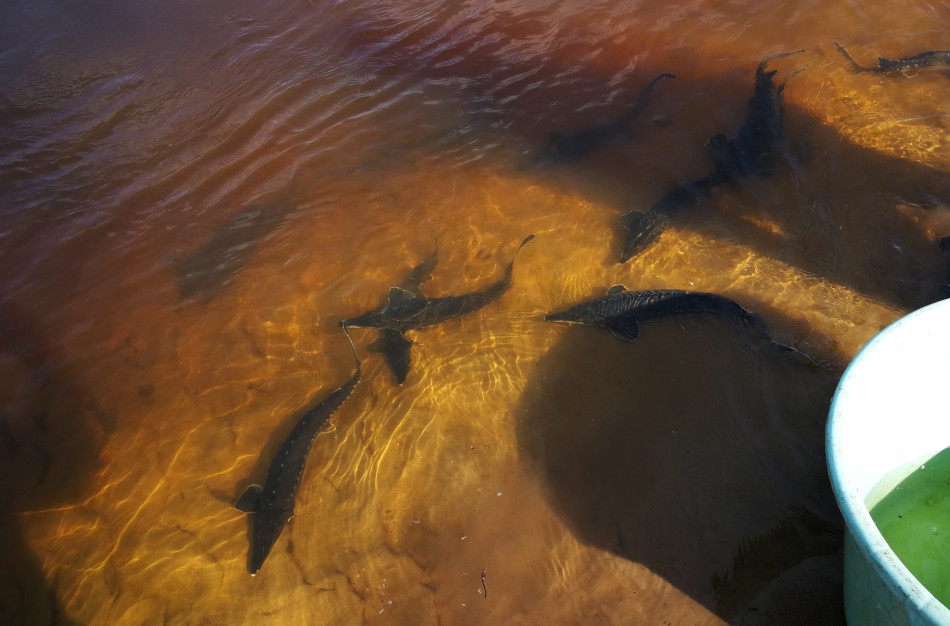 Šventoji praturtėjo aštriašnipiais eršketais