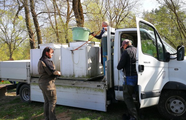 Šventoji praturtėjo aštriašnipiais eršketais