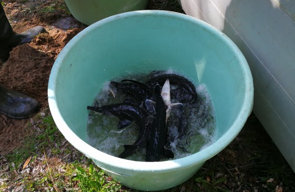 Šventoji praturtėjo aštriašnipiais eršketais