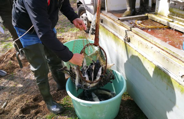 Šventoji praturtėjo aštriašnipiais eršketais