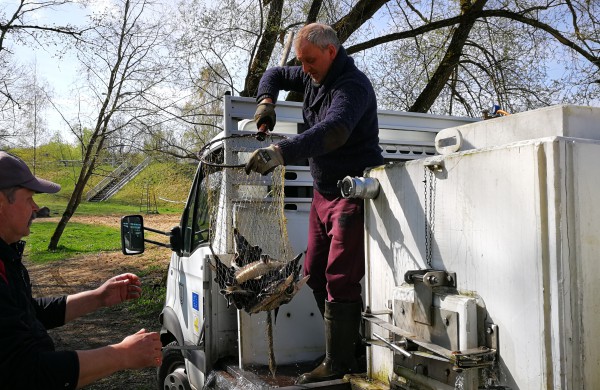 Šventoji praturtėjo aštriašnipiais eršketais