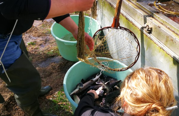 Šventoji praturtėjo aštriašnipiais eršketais