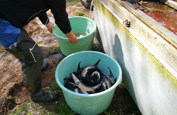 Šventoji praturtėjo aštriašnipiais eršketais