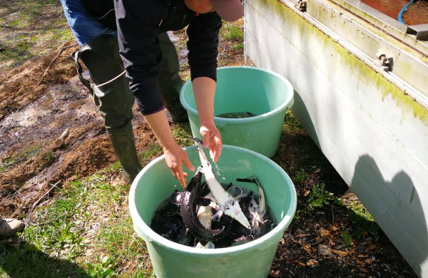 Šventoji praturtėjo aštriašnipiais eršketais