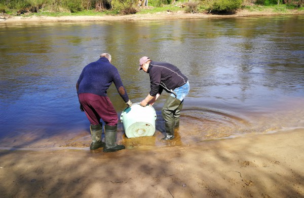 Šventoji praturtėjo aštriašnipiais eršketais