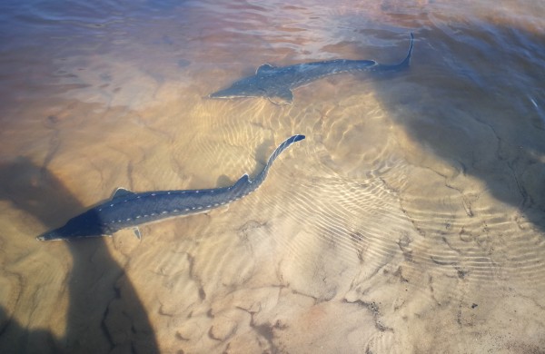 Šventoji praturtėjo aštriašnipiais eršketais