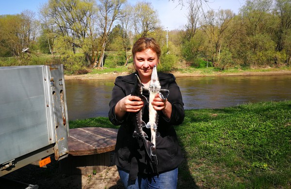 Šventoji praturtėjo aštriašnipiais eršketais