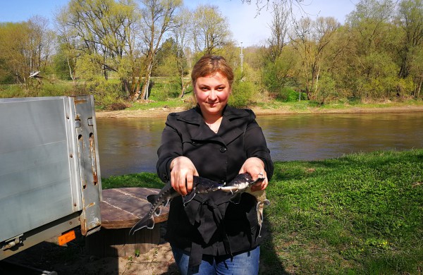 Šventoji praturtėjo aštriašnipiais eršketais