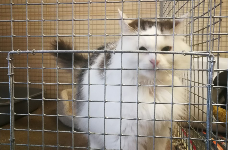 Jonaviškė: „Ar Jonavoje bus vykdoma kačių sterilizacijos programa“