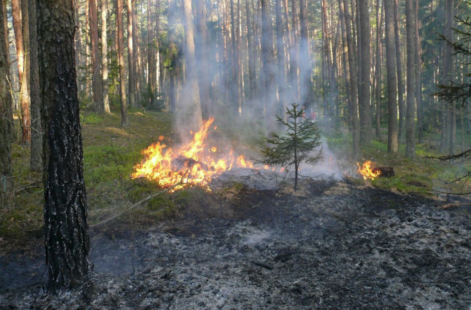 Jonavos rajone didelis miškų gaisrų pavojus