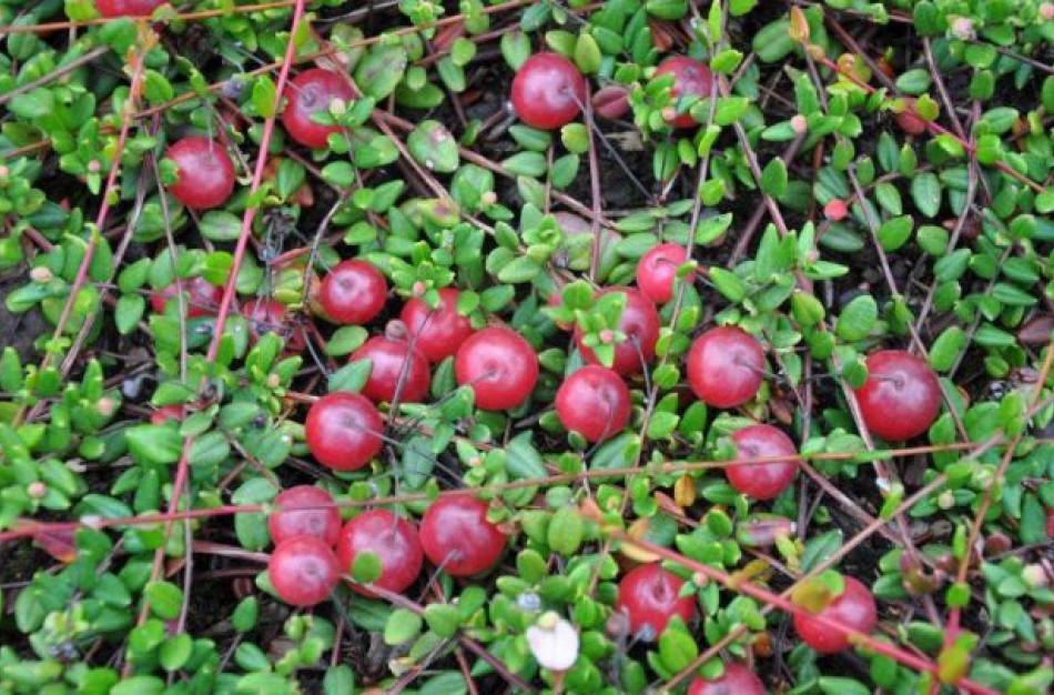 Augalinė terapija – natūrali ir moksliškai ištirta