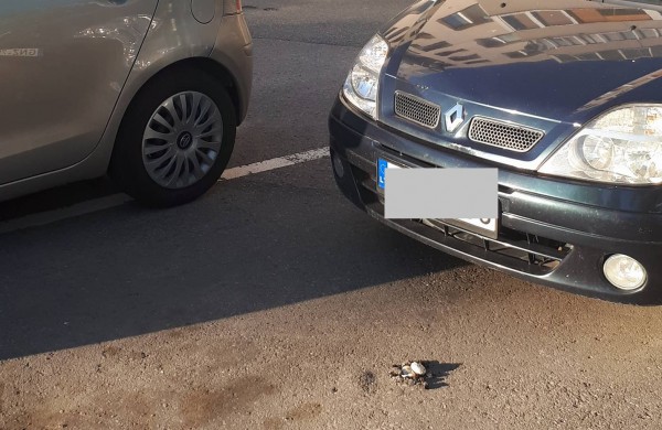 Ar asfaltas prastas ar grybai milžinai?