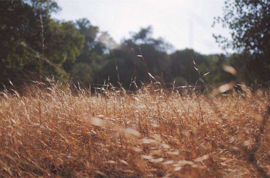 Jonavietė: „Kodėl pjaunama sausa žolė – gal geriau laistyti?“