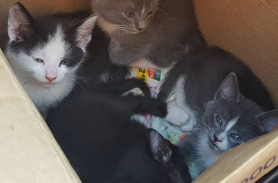 VŠĮ „Penkta koja“ dar gyvuoja – policijos padėka savanoriams 