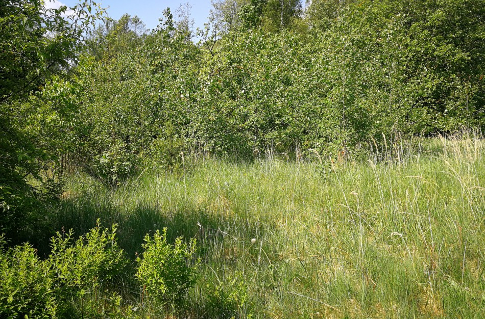 Pasirašytas įsakymas dėl draudimo lankytis Jonavos rajono miškuose