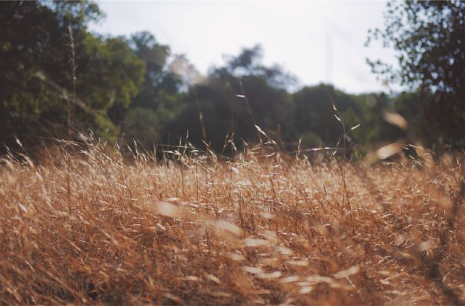 Paskelbta ekstremalioji situacija žemės ūkio srityje