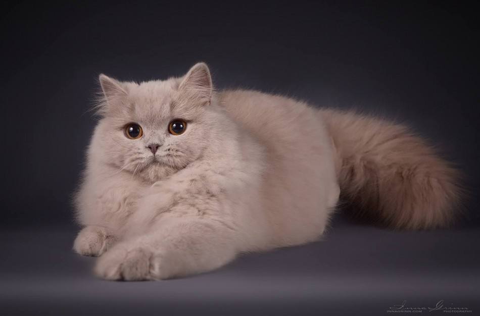 Tarptautinė kačių paroda Jonavos miesto šventės metu