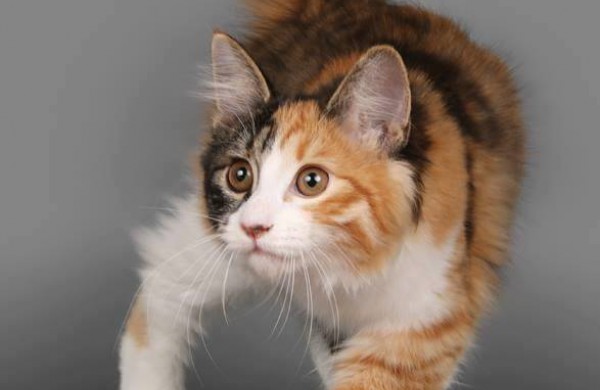 Tarptautinė kačių paroda Jonavos miesto šventės metu