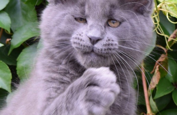 Tarptautinė kačių paroda Jonavos miesto šventės metu