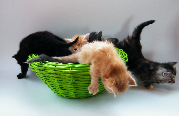 Tarptautinė kačių paroda Jonavos miesto šventės metu