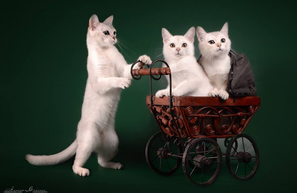 Tarptautinė kačių paroda Jonavos miesto šventės metu