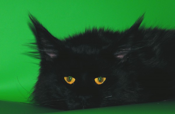 Tarptautinė kačių paroda Jonavos miesto šventės metu