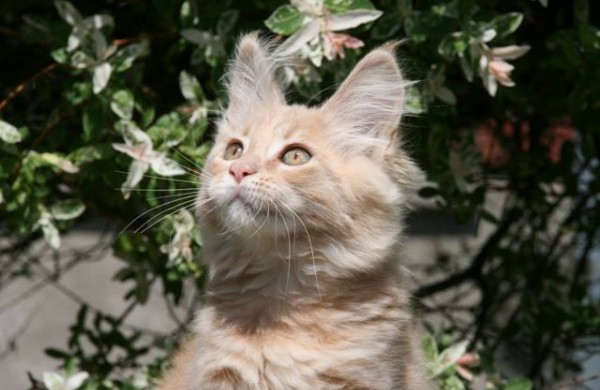 Tarptautinė kačių paroda Jonavos miesto šventės metu