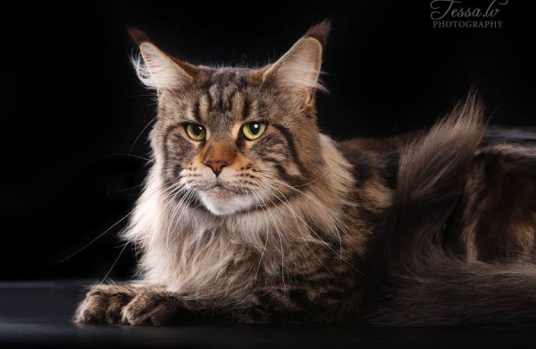 Tarptautinė kačių paroda Jonavos miesto šventės metu