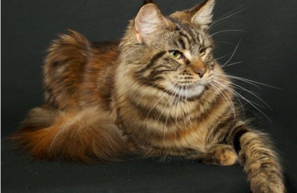 Tarptautinė kačių paroda Jonavos miesto šventės metu