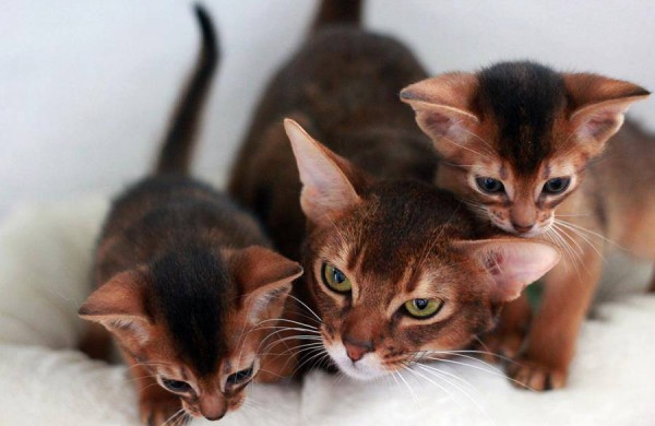 Tarptautinė kačių paroda Jonavos miesto šventės metu