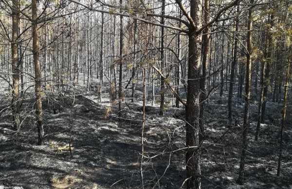 Gaisrų tikimybė miškuose – vis dar labai didelė