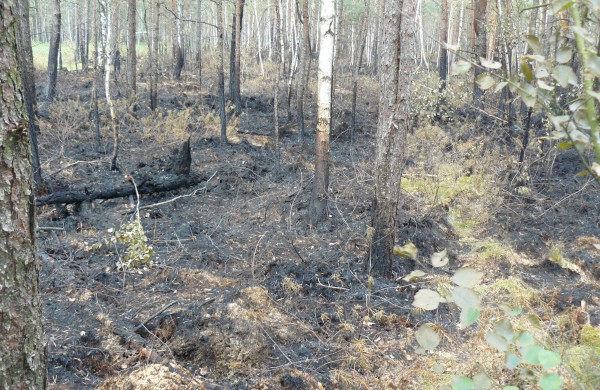 Gaisrų tikimybė miškuose – vis dar labai didelė