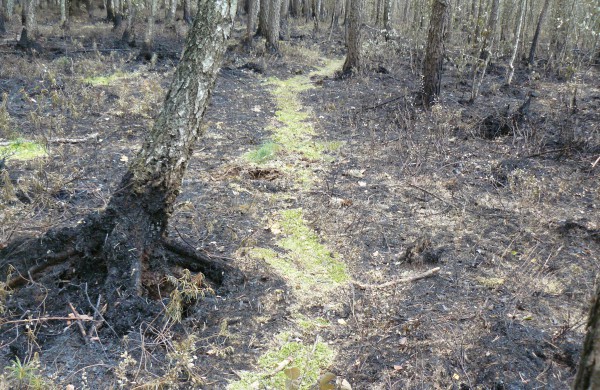 Gaisrų tikimybė miškuose – vis dar labai didelė