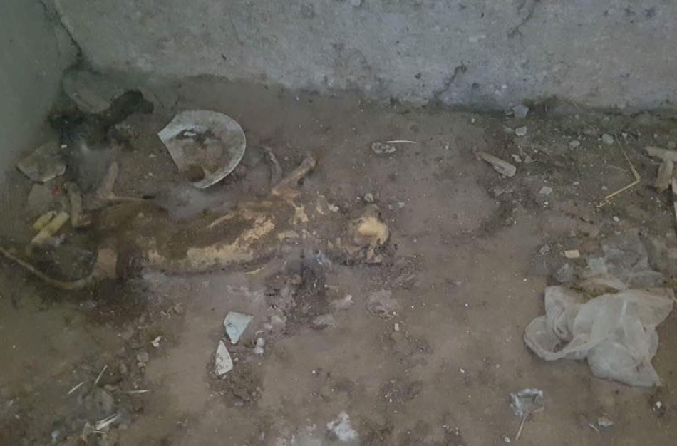 Šokiruojantys vaizdai - N18! Užkaltame rūsyje rastos kačių gaišenos