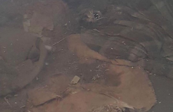 Šokiruojantys vaizdai - N18! Užkaltame rūsyje rastos kačių gaišenos