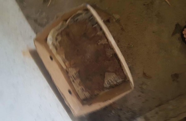 Šokiruojantys vaizdai - N18! Užkaltame rūsyje rastos kačių gaišenos