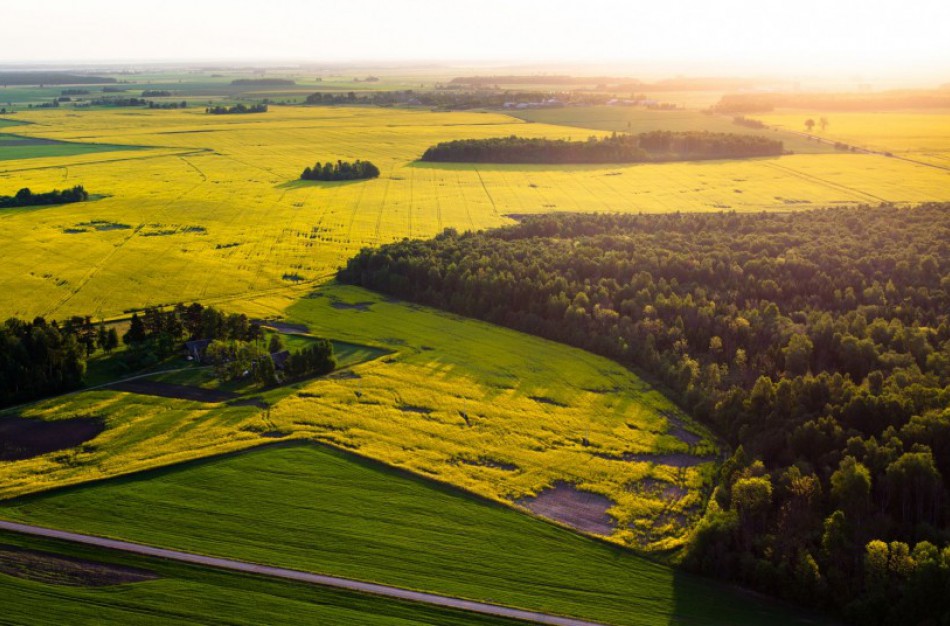 Siekiant švelninti šildymo kainų augimą nežymiai didės miškų kirtimai