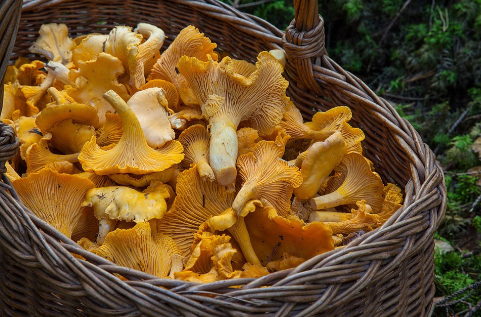 Grybų sezonas prasideda: kokias klaidas darome pajutę apsinuodijimo simptomus