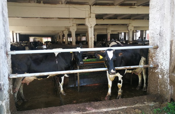 Premjeras: susipriešinimas žemės ūkio problemų neišspręs