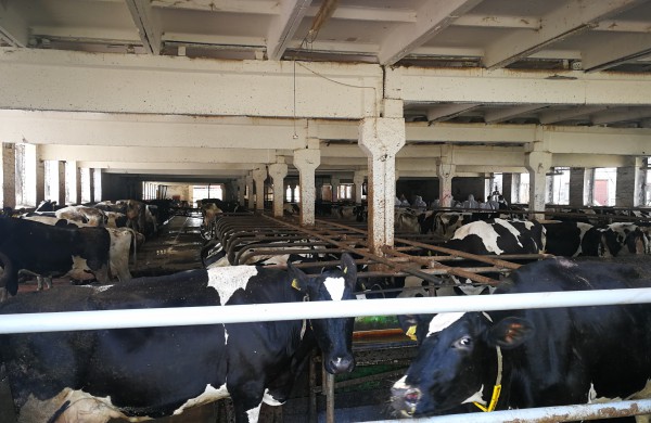 Premjeras: susipriešinimas žemės ūkio problemų neišspręs